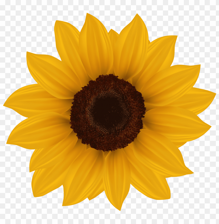 sunflower, yellow flower, floral decoration, garden plant, nature beauty, vibrant petals, plant life