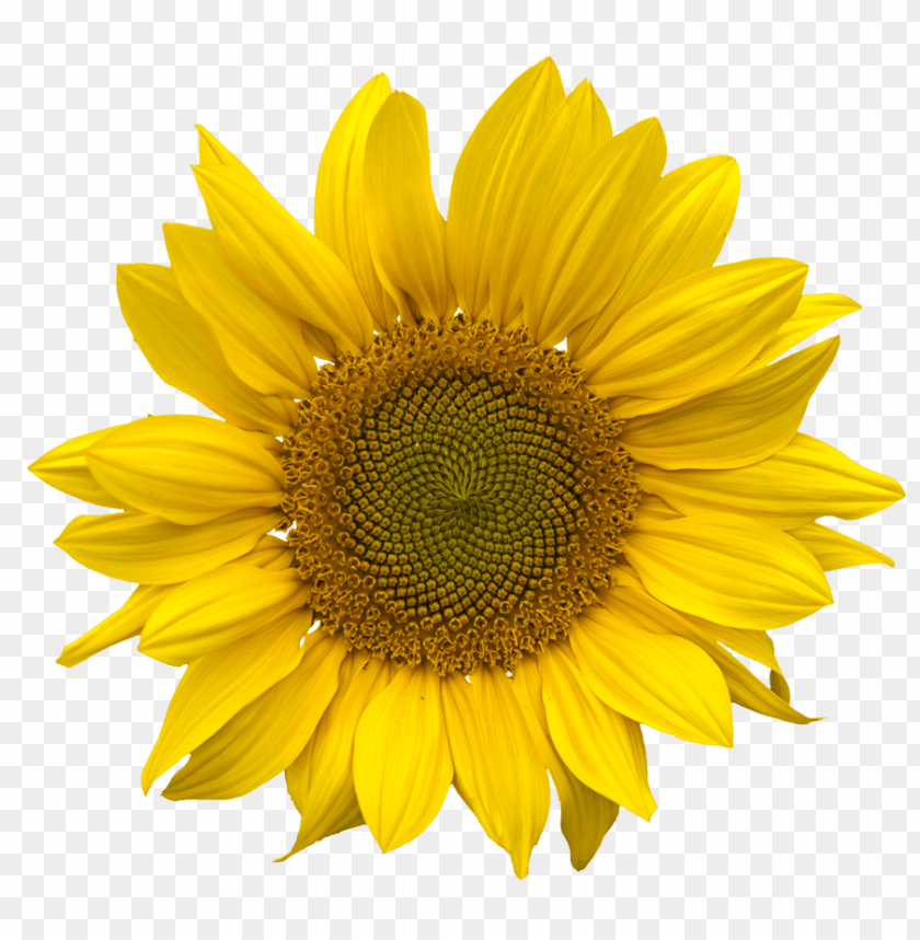 sunflower, yellow flower, nature, blooming plant, garden flower, summer blossom, floral beauty