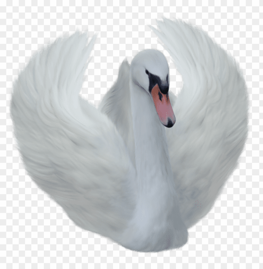 birds png ,bird