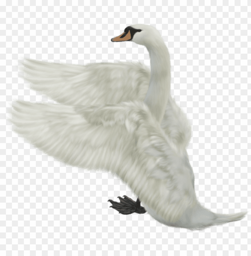 birds png ,bird