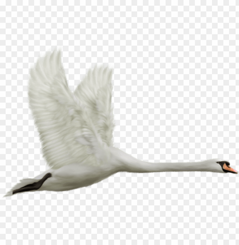 birds png ,bird