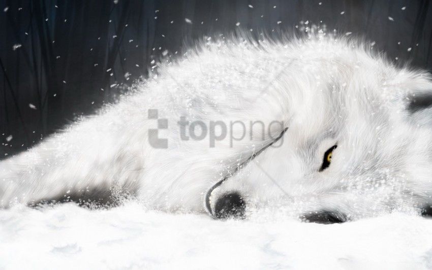 snowy wolf, winter landscape, white fur, animal in snow, wilderness, north animal, cold environment