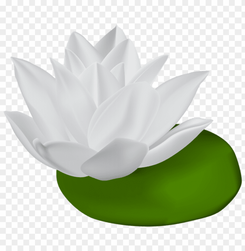 white water lily transparent