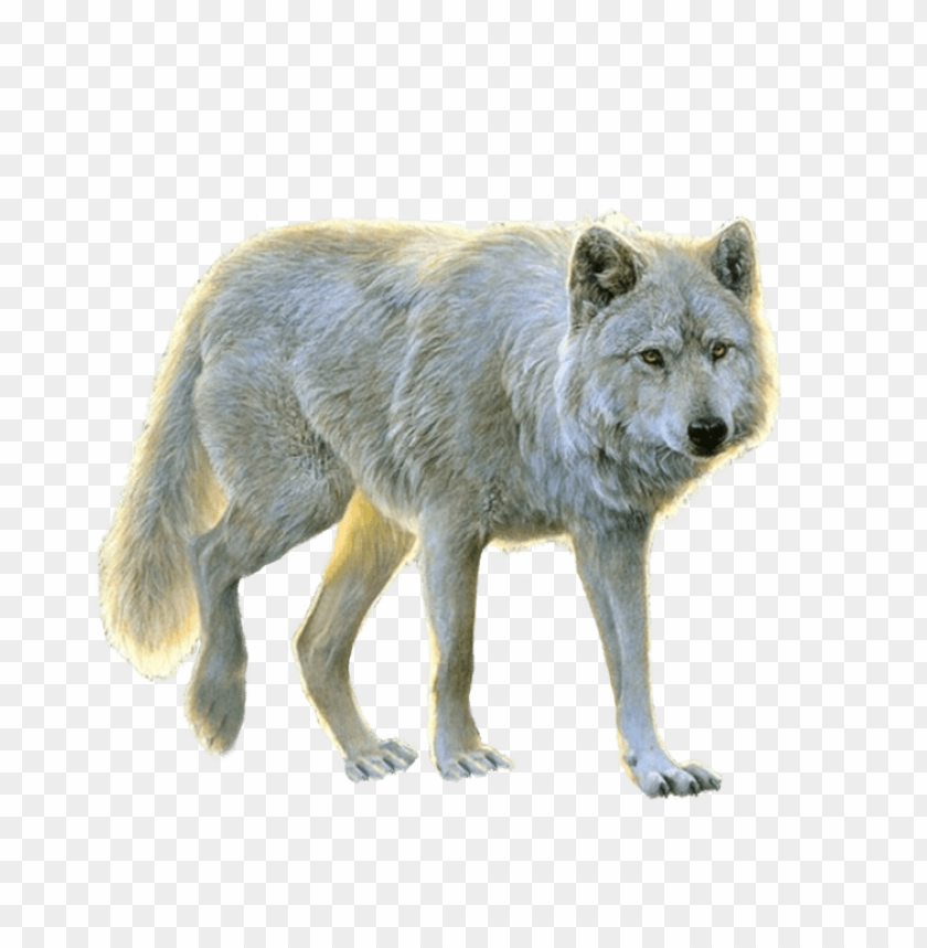 
wolf
, 
animal
, 
cute
, 
face
, 
sitting
, 
walking
, 
looking
