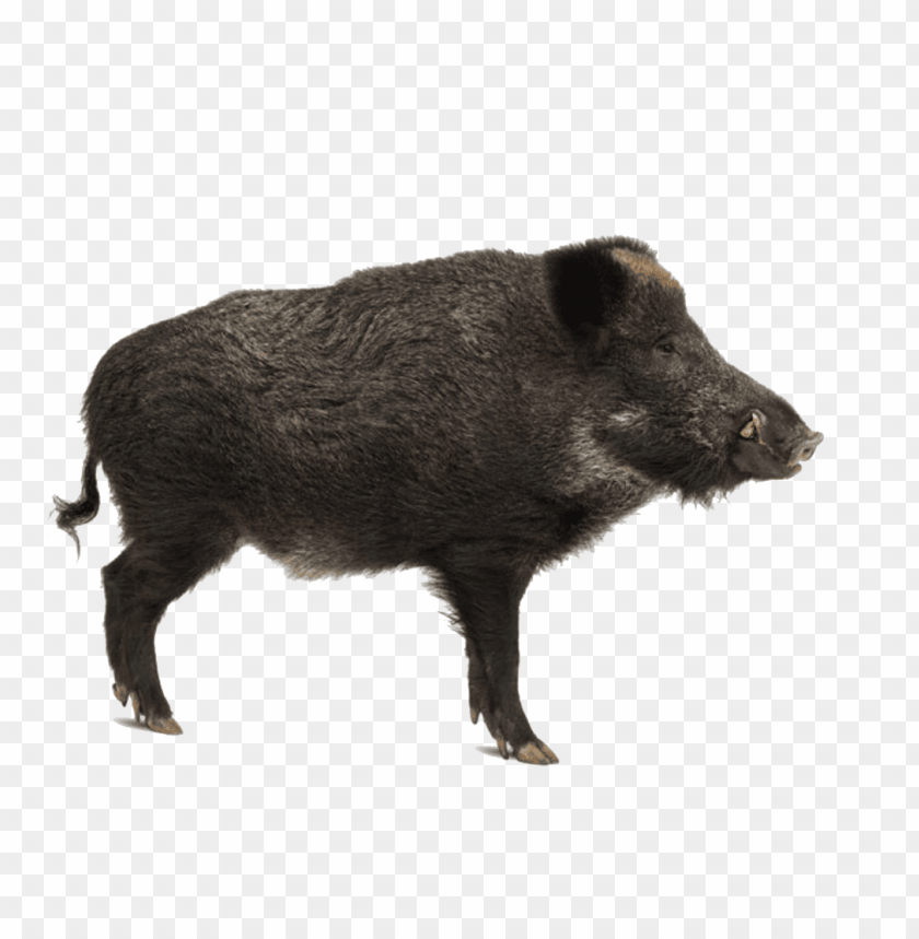 wild boar,animals