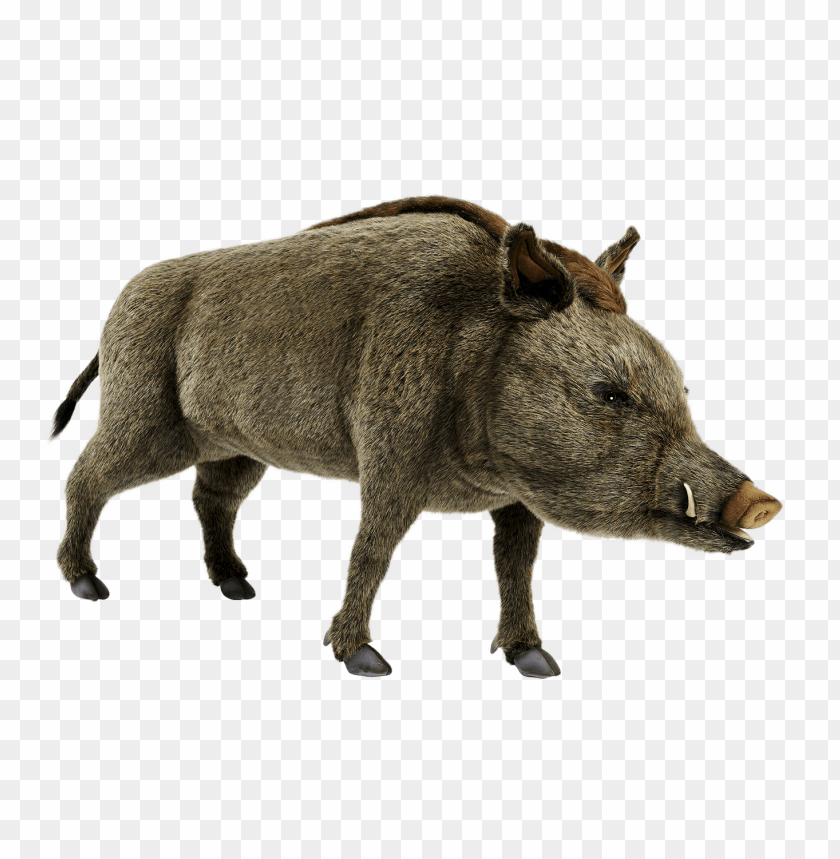 wild boar,animals