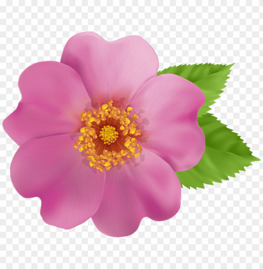 wild rose flower