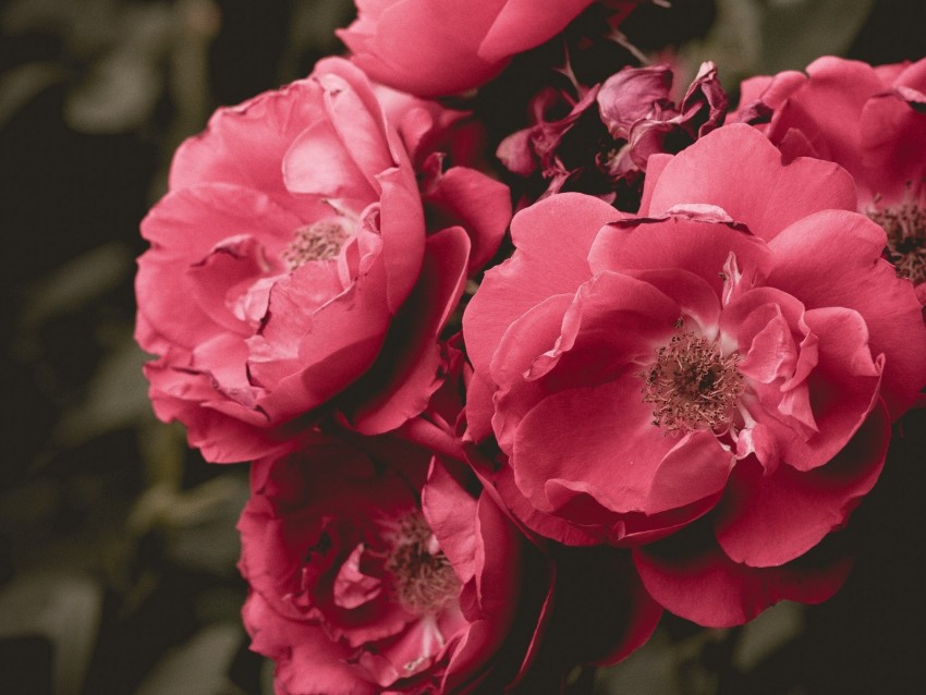 wild rose, flower, bloom, pink, bush