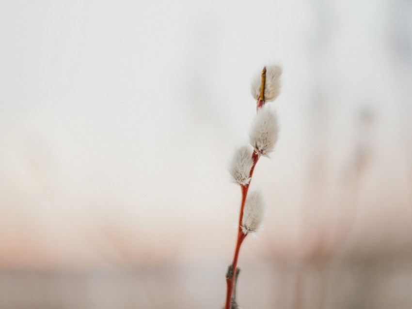 willow, flowers, branch, flowering