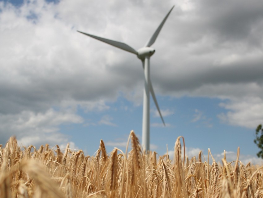 wind farm, turbine, field, wheat, spikelets