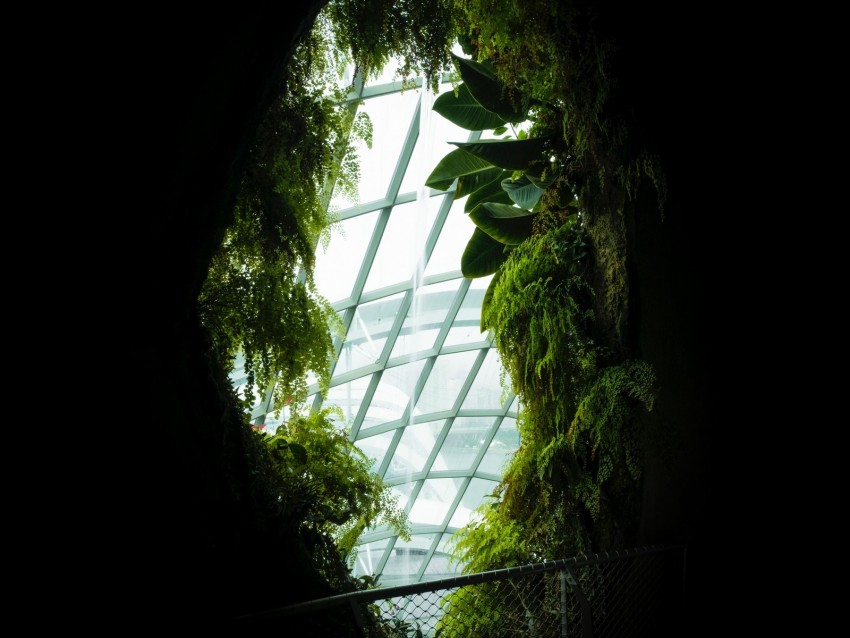 Window Leaves Dark Plants Background