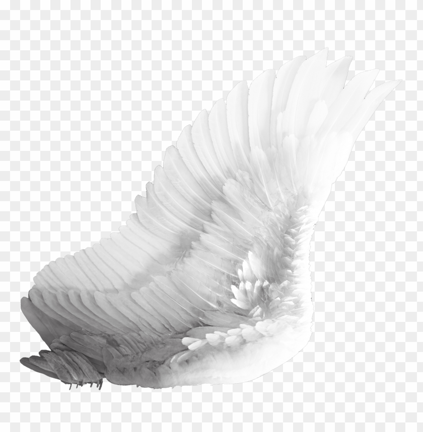 White wings PNG, feathers, spread, large