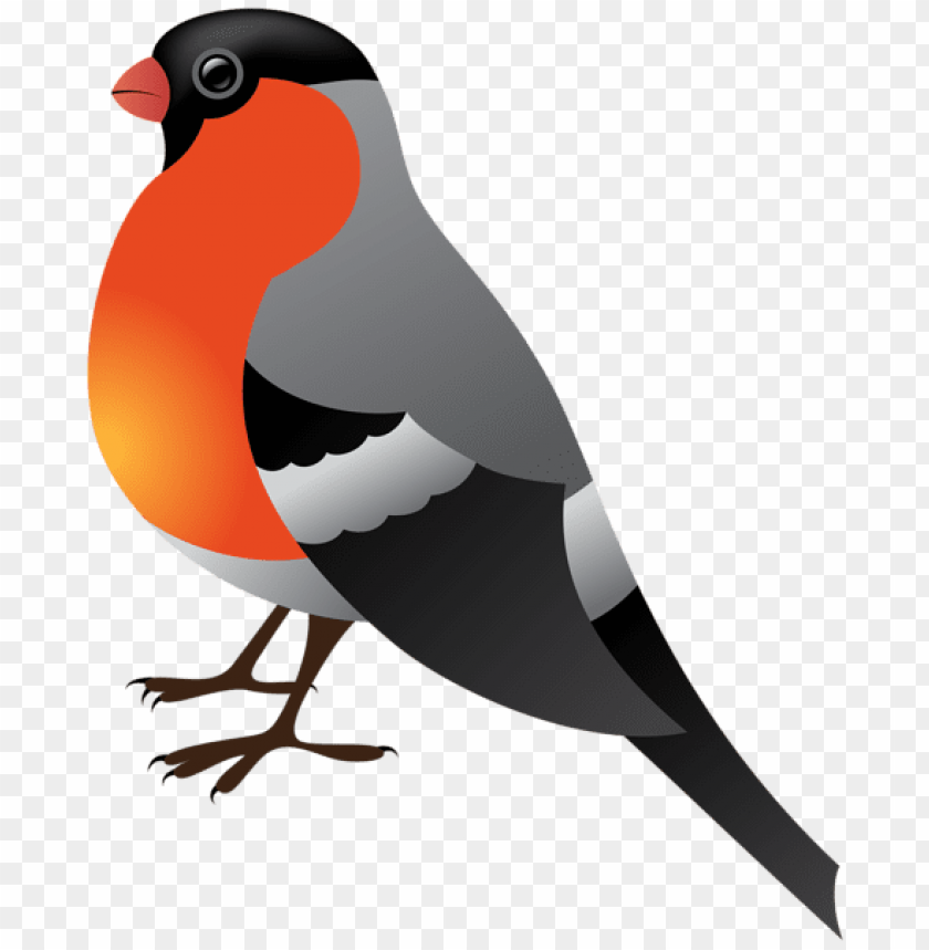 birds png ,bird