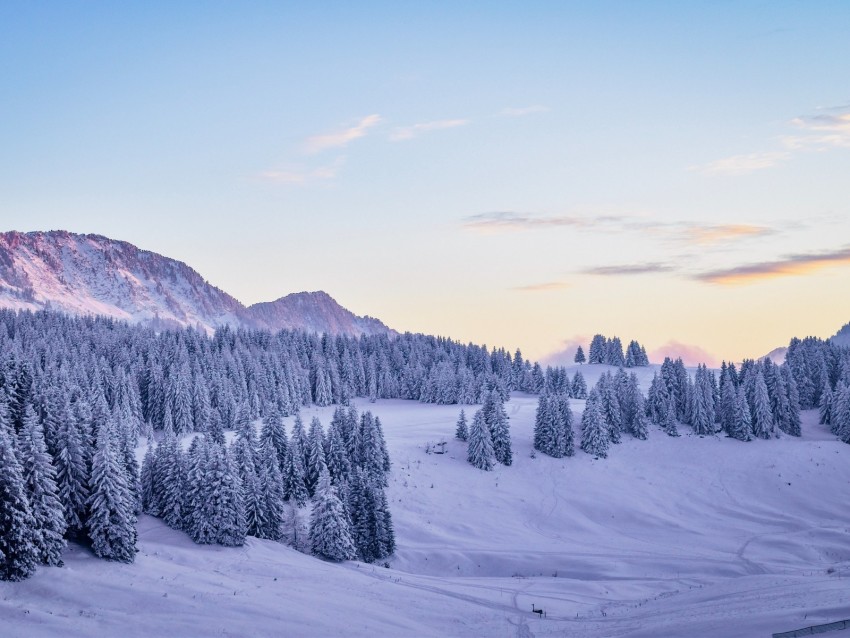 winter, fir-tree, snow, snowy