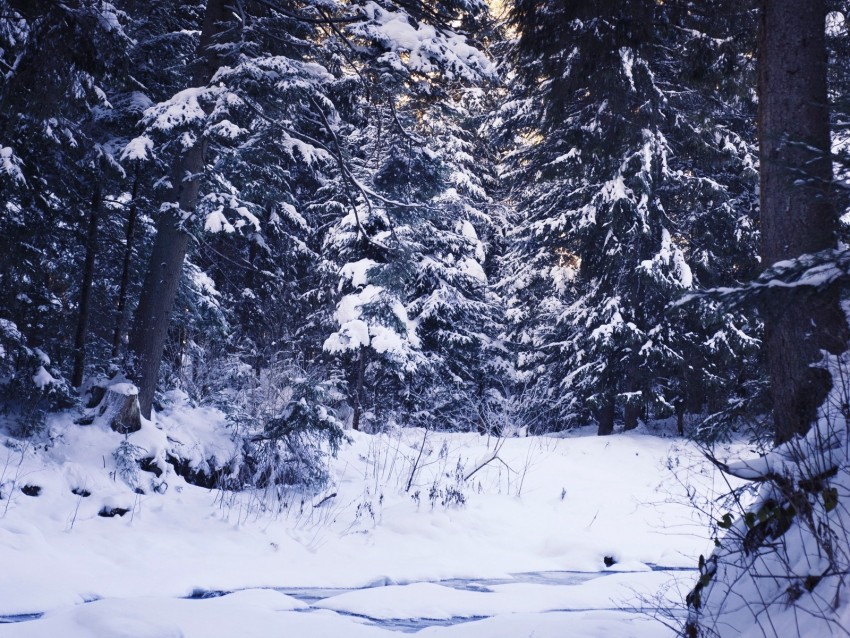 winter landscape, snow-covered trees, serene nature, frozen stream, woodland scene