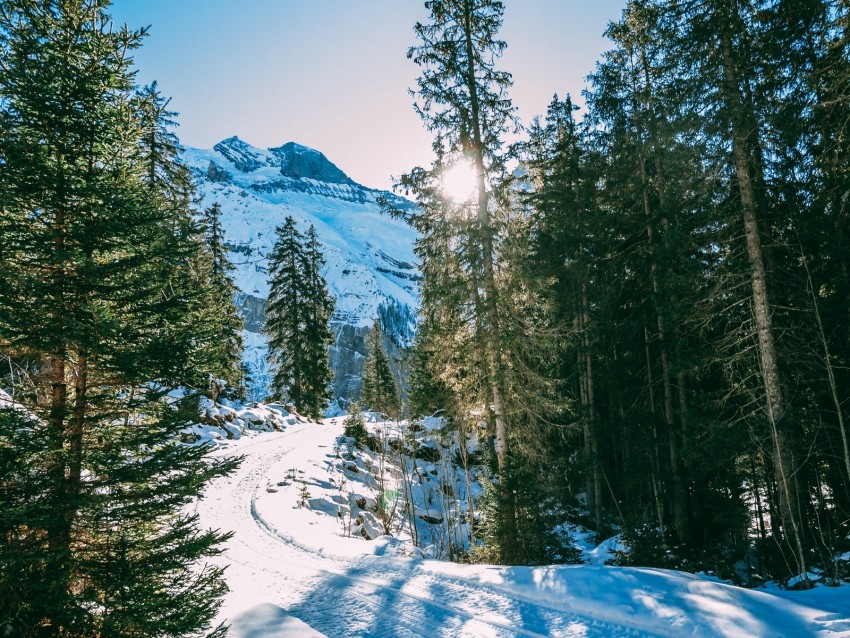 winter, forest, snow, trees, path, turn