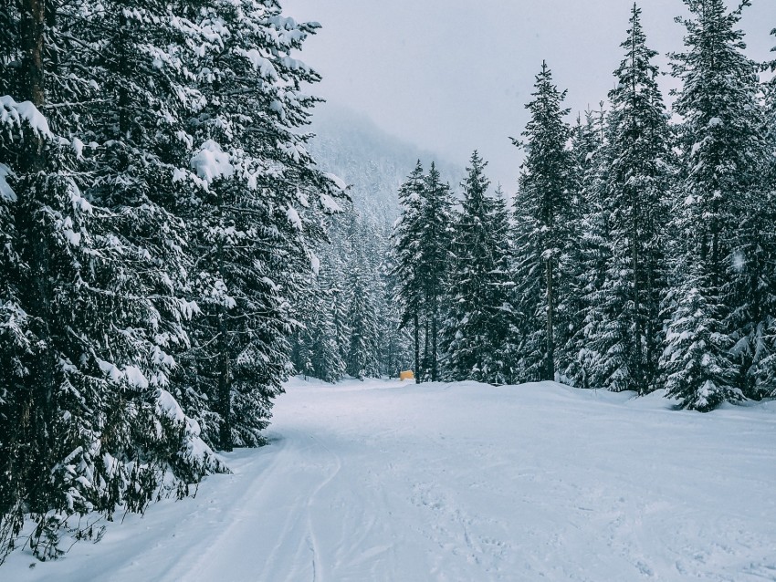 winter, forest, snow, trees, road, traces