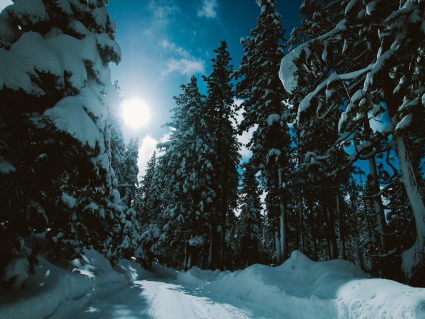 winter, forest, trees, snow, road, sunlight