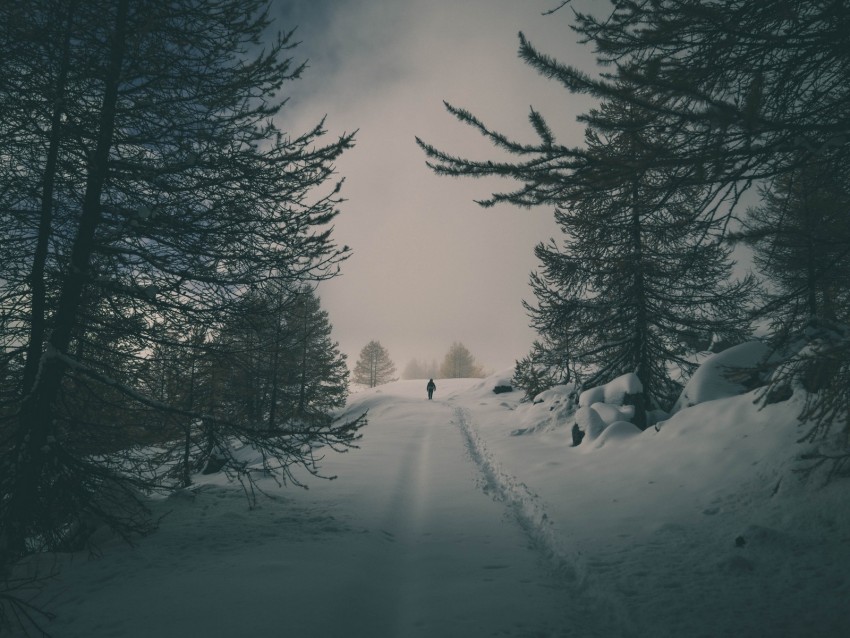 Winter Snow Silhouette Forest Trees Background