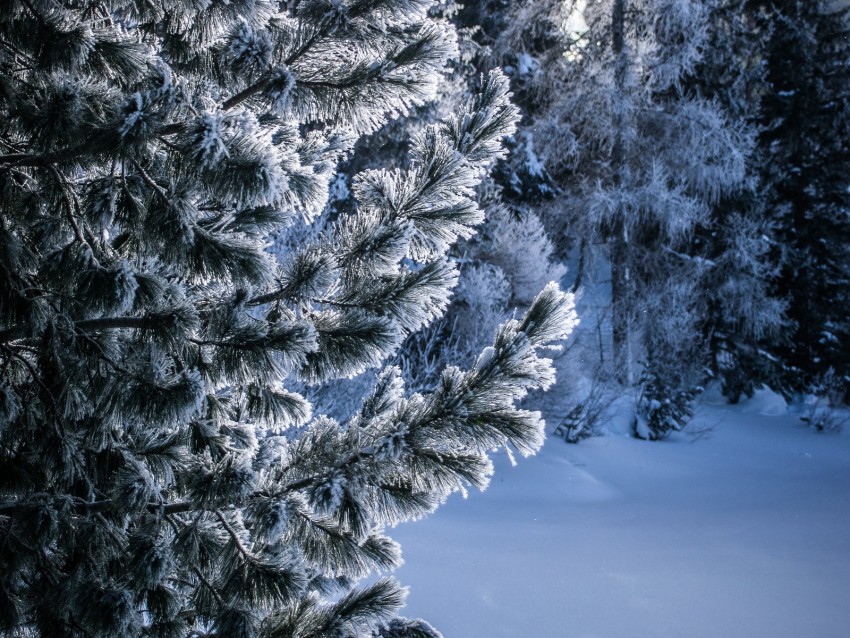 winter, snow, tree, snowy, frost, frosty