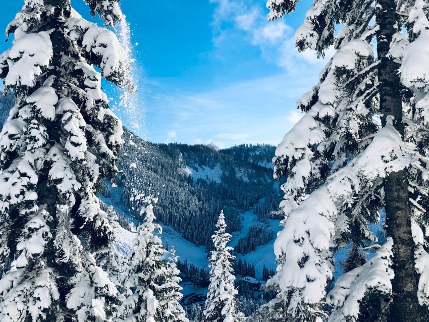 Winter Snow Trees Fir-trees Snowy Landscape Background