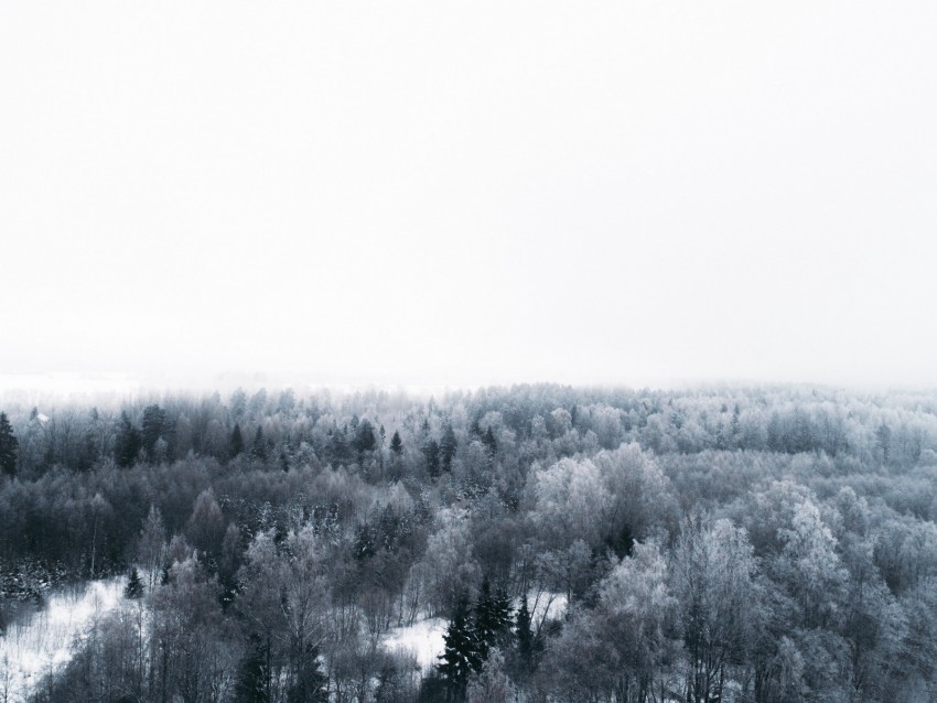 Winter Trees Aerial View Minimalism White Background