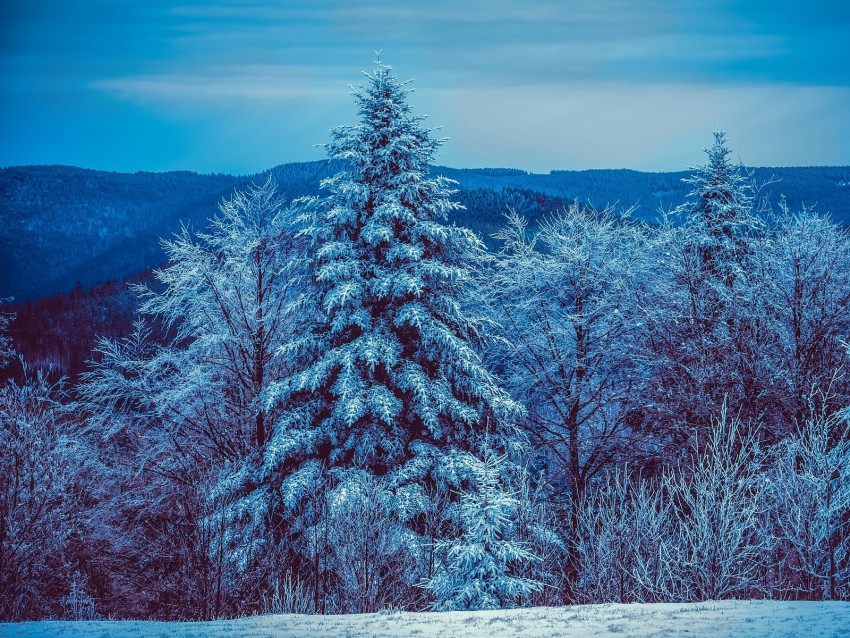 winter, trees, forest, snow, snowy