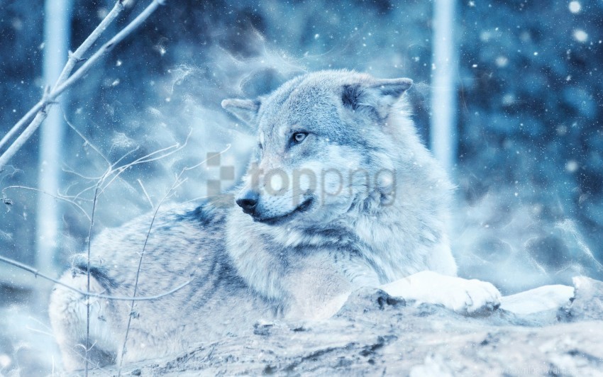 wolf, gray wolf, wildlife, nature, forest, mammal, wild animal