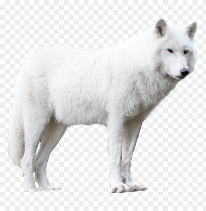 animal, wolf