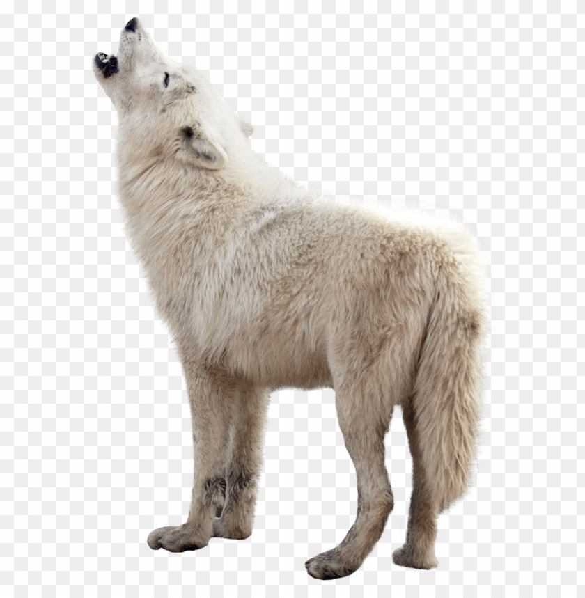 Arctic wolf PNG, white, standing, wild