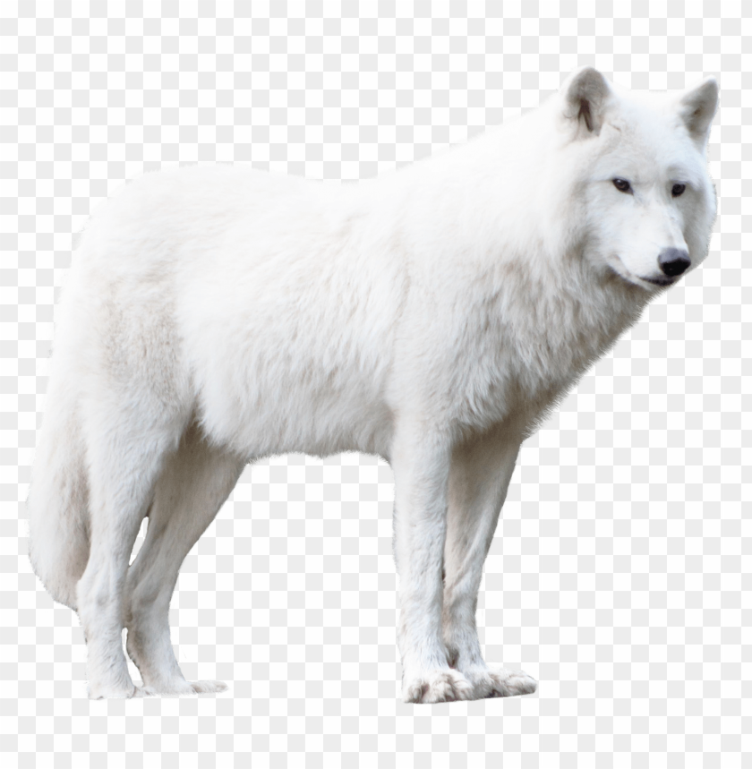 
animal
, 
wolf
