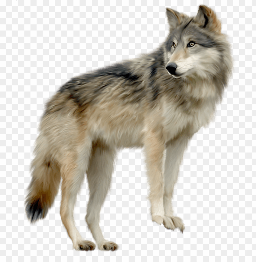 wolf, wildlife, animal, nature, forest, mammal, predator