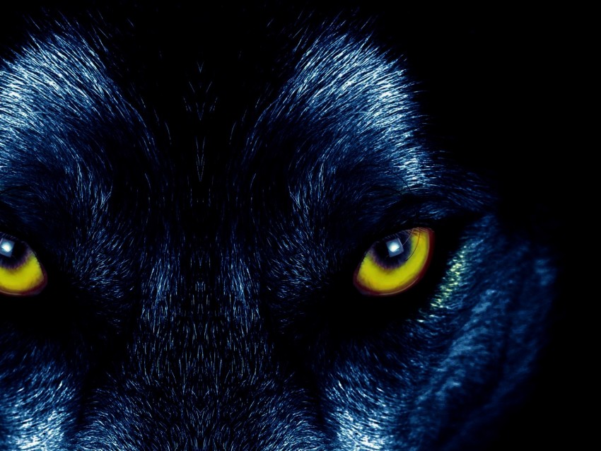 wolf, eyes, predator, sight