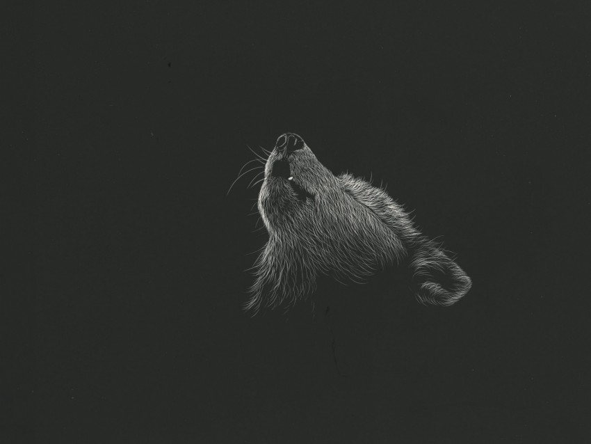 Wolf Howl Art Drawing Bw Background