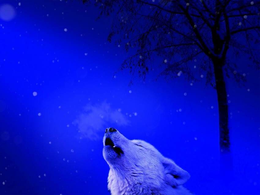 Wolf Howl Loneliness Predator Background