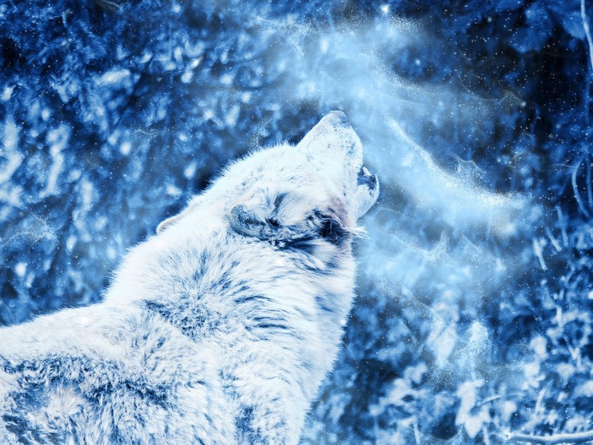 Wolf Howl Predator Fog Loneliness Background