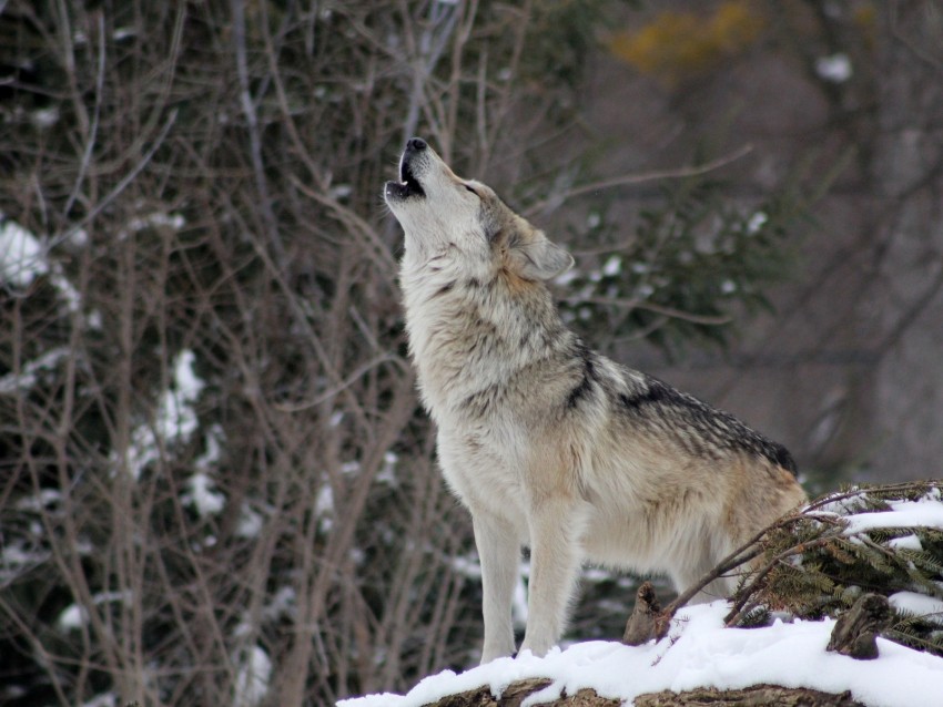 wolf, howling, wildlife, winter, predator