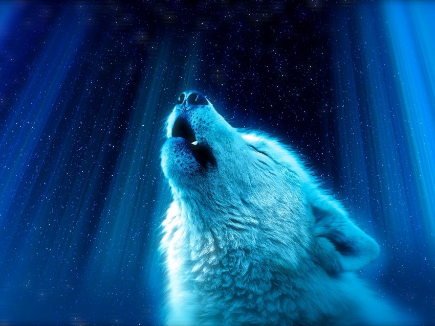 Wolf Predator Howl White Blue Background