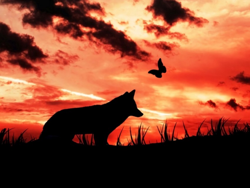 wolf, silhouette, dark, moon, clouds, butterfly