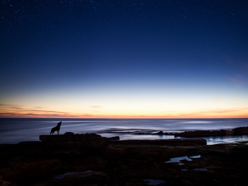 wolf, silhouette, horizon, night, ocean, sea