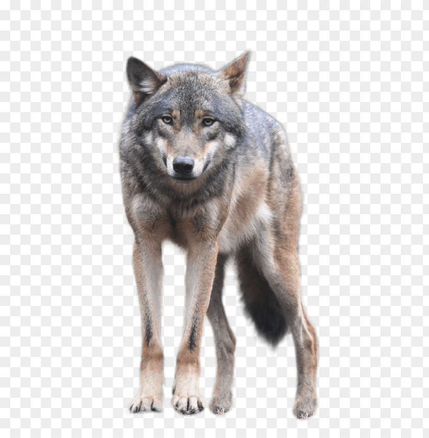 
wolf
, 
animal
, 
cute
, 
face
, 
sitting
, 
walking
, 
looking
