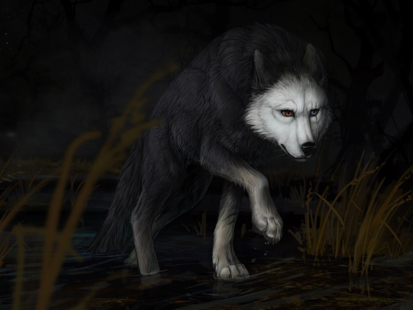 Wolf Water Darkness Art Background