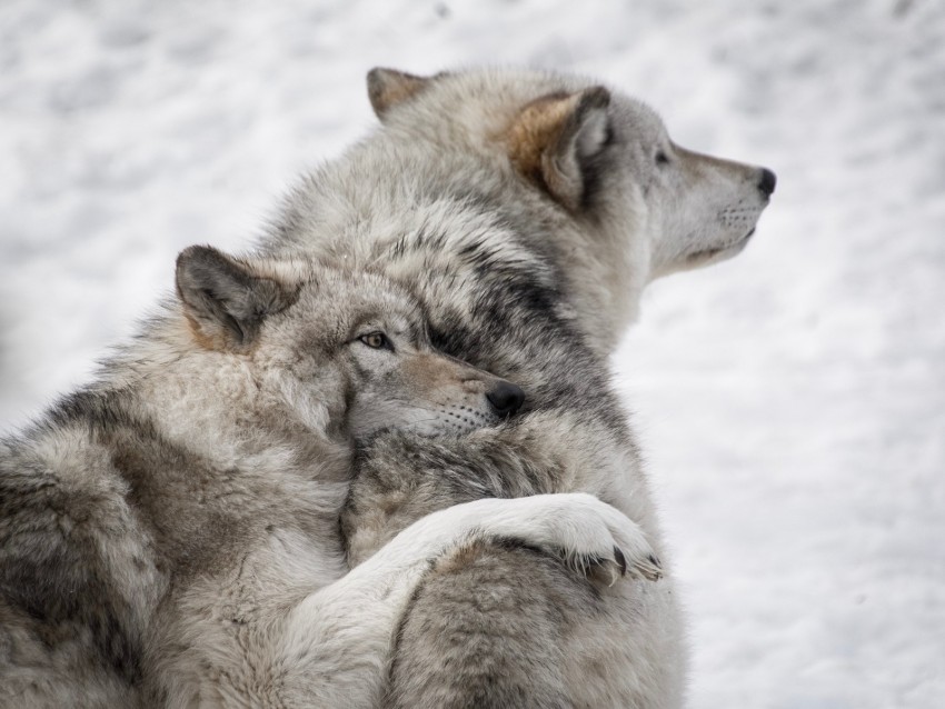 wolves, couple, care, wildlife, dogs