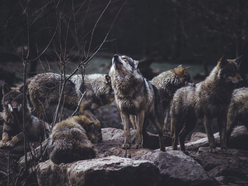 Wolves Predators Flock Wildlife Gray Howl Background