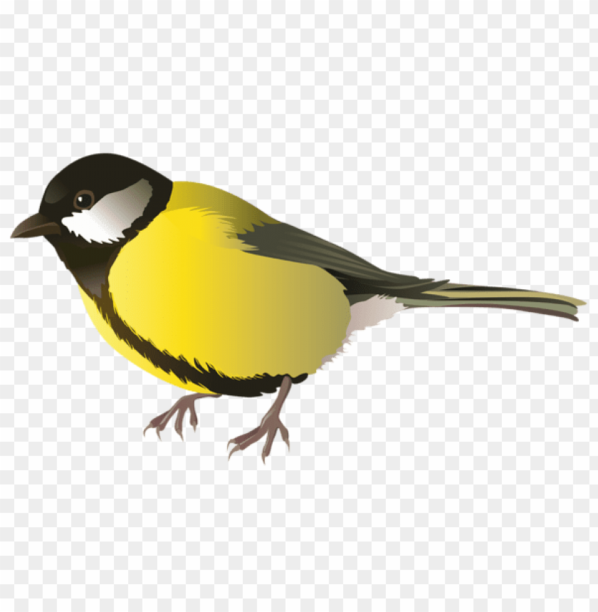 birds png ,bird