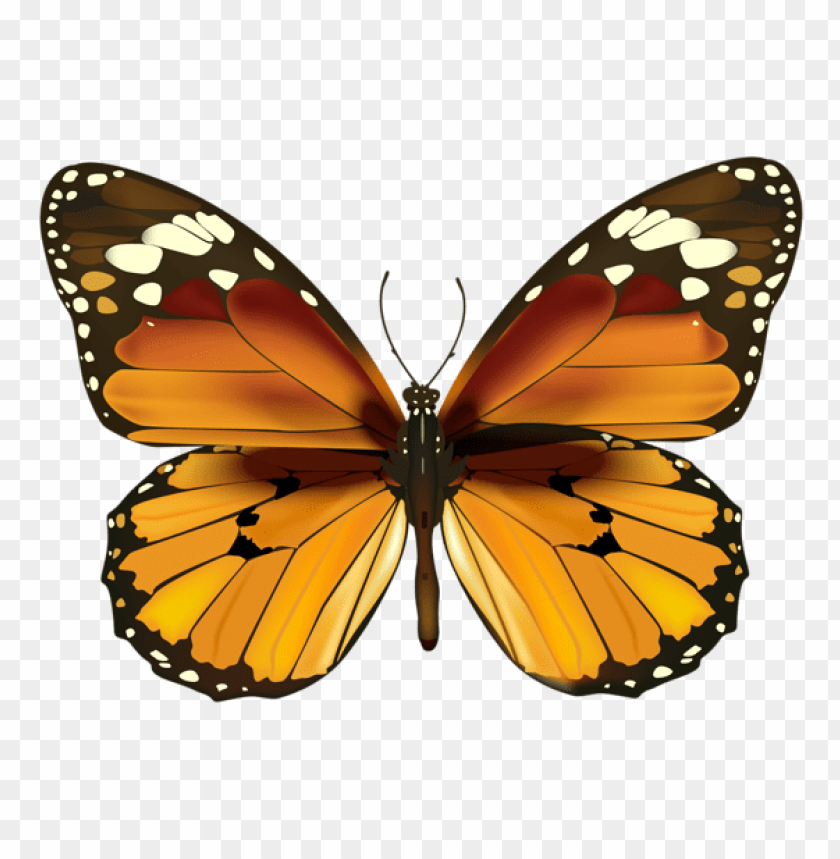 butterflies ,butterfly ,moth ,tortoiseshell