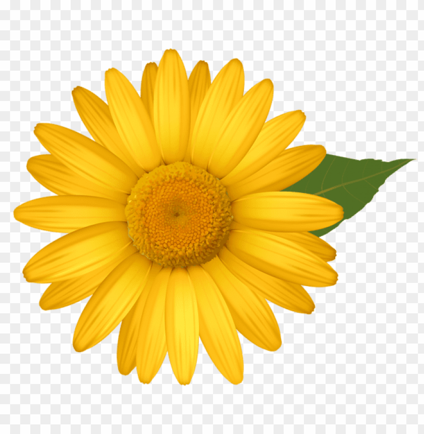 yellow daisy