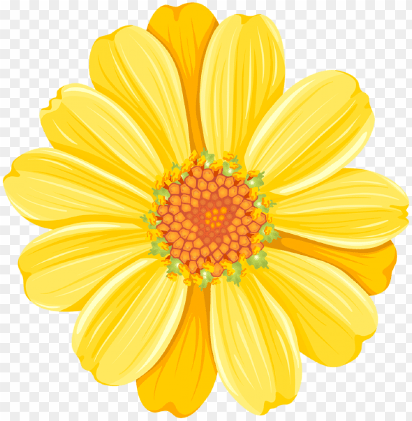 yellow daisy