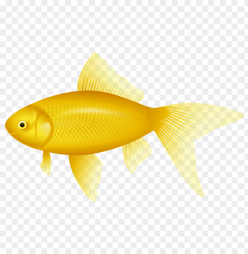 goldfish, aquatic life, yellow fish, pet fish, freshwater fish, fish illustration, gold-colored animal