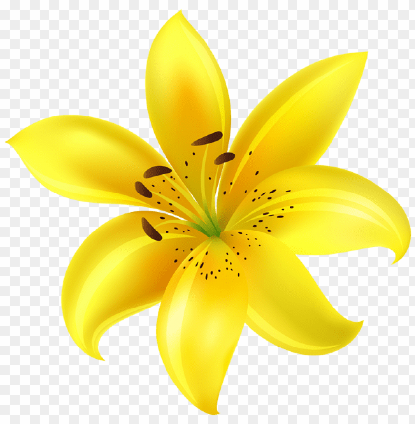 yellow flower